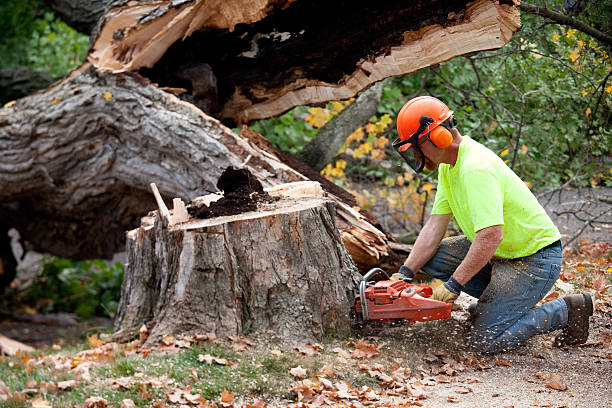 The Steps Involved in Our Tree Care Process in Shiprock, NM